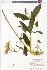 Eupatorium album image