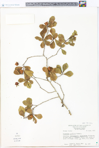 Crataegus uniflora image