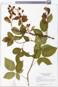 Rubus argutus image