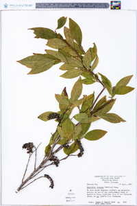 Leucothoe recurva image