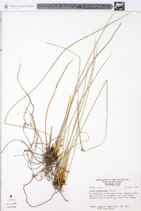 Juncus gymnocarpus image