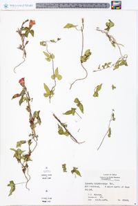 Ipomoea trichocarpa image