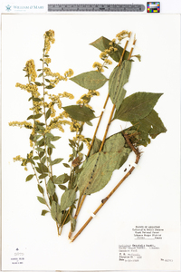 Solidago delicatula image