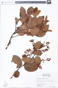 Gaultheria shallon image