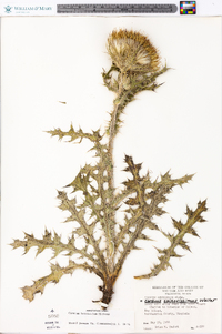 Cirsium horridulum image