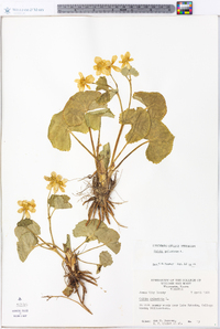 Caltha palustris image