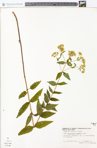 Eupatorium pilosum image