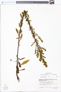 Solidago nemoralis var. nemoralis image