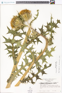 Cirsium horridulum image