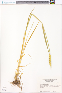 Triticum aestivum image