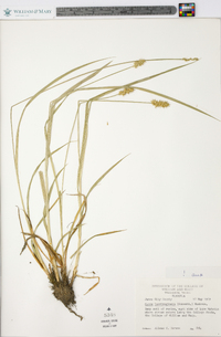 Carex laevivaginata image