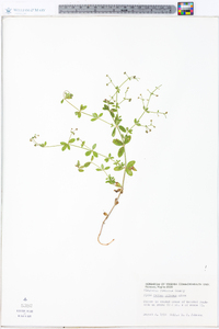 Galium pilosum image