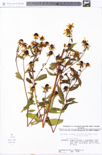 Rudbeckia triloba image