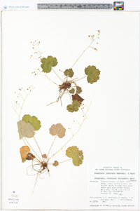 Heuchera puberula image