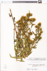 Grindelia lanceolata image