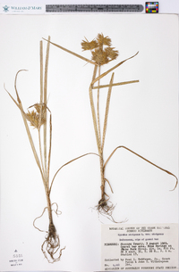 Cyperus strigosus var. strigosus image