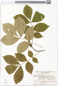 Carya texana image