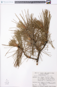 Pinus echinata image