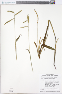 Paspalum setaceum var. ciliatifolium image