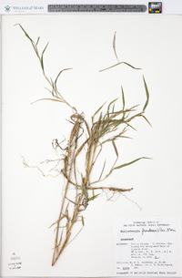 Muhlenbergia frondosa image