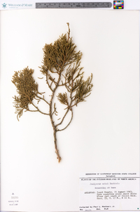 Juniperus ashei image