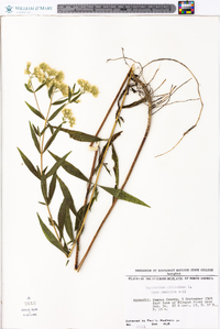 Eupatorium altissimum image