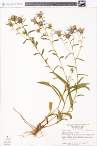 Aster surculosus image