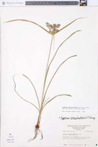 Cyperus lancastriensis image