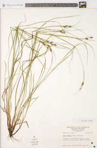 Carex swanii image