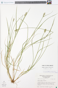 Carex longii image