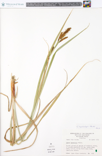 Carex lacustris image