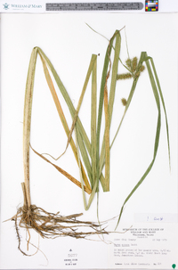 Carex comosa image