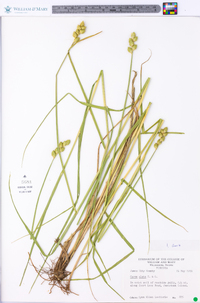 Carex alata image