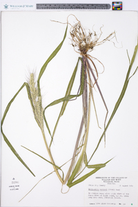 Echinochloa walteri image