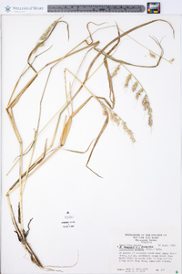 Echinochloa muricata var. muricata image