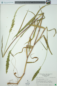 Sacciolepis striata image