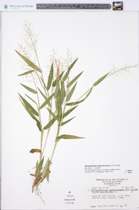 Dichanthelium polyanthes image