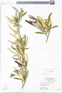 Salix caroliniana image