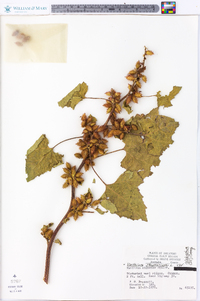 Xanthium strumarium var. glabratum image