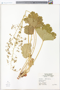 Heuchera americana image