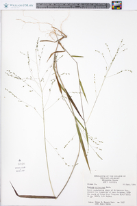 Kellochloa verrucosa image