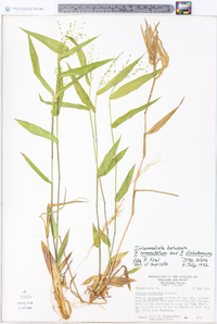 Panicum commutatum image