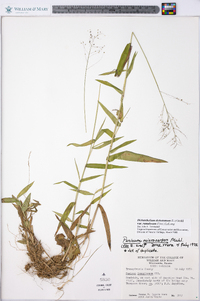 Dichanthelium dichotomum var. ramulosum image