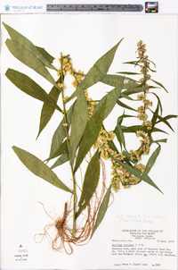 Solidago caesia var. curtisii image