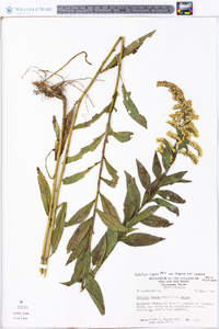 Solidago rugosa subsp. rugosa image