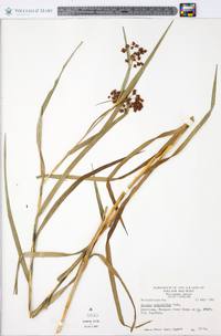 Scirpus polyphyllus image