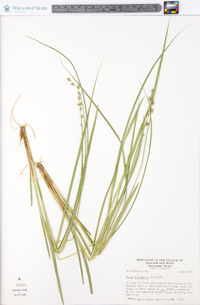 Carex incomperta image