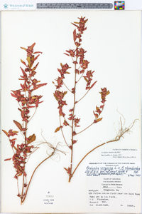 Acalypha virginica image