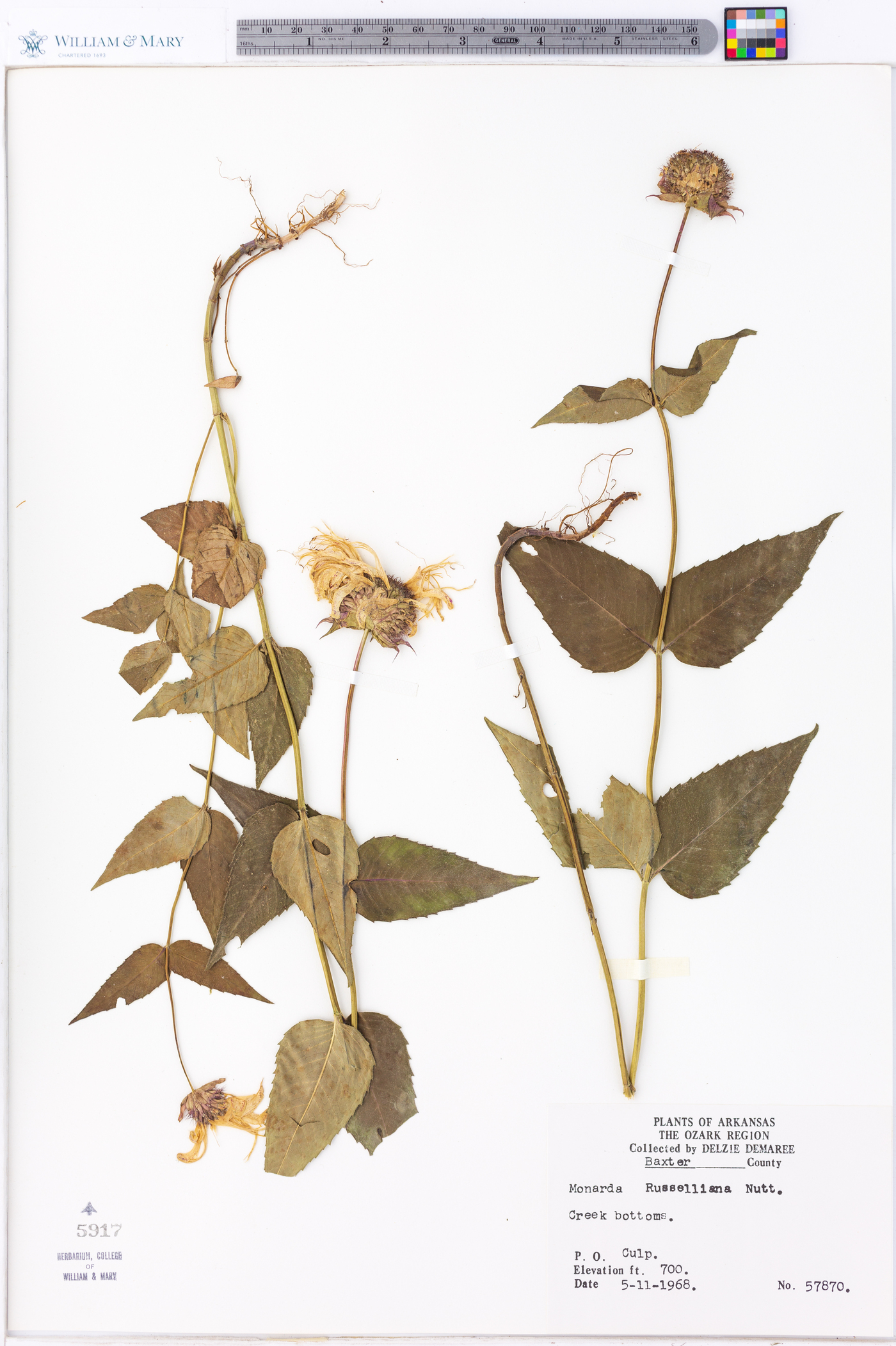 Monarda russeliana image