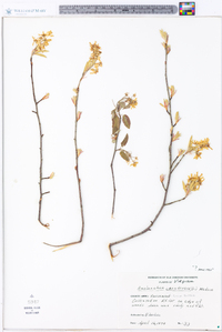 Amelanchier canadensis image